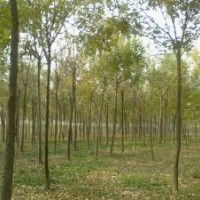 白蠟樹(shù)6-8公分