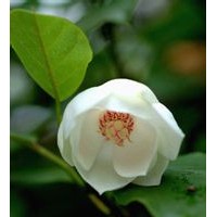 大量出售天女木蘭（山牡丹）樹(shù)苗