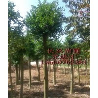 竹柏10公分起,0.8元起