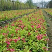 專售紅王子錦帶100萬.扶芳藤.衛(wèi)矛100萬