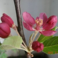 彩葉：女貞白蠟稠李海棠櫻花碧桃