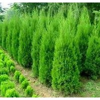 低價(jià)出售河南檜：高度80--120
