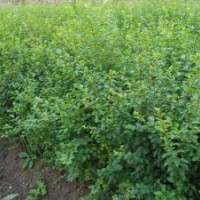 松柏類塔柏.蜀檜.北京檜.灑金柏.龍柏.爬地柏.圓柏.鉛筆柏.刺柏.