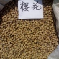 專業(yè)供應黃楊種子貨到付款品質保證