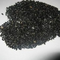 常年大量供應黃楊種子桂花種子量大從優(yōu)