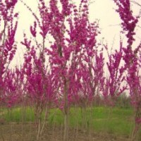 低價出售叢生紫荊.叢生紫薇.叢生木槿.叢生榆葉梅.紅瑞木.