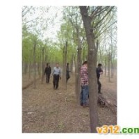 處理國(guó)槐13-16公分國(guó)槐 國(guó)槐林子一級(jí)貨