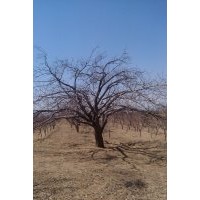 供應各種規(guī)格的八棱海棠樹