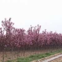 櫻花，紅葉石楠，紅花木槿