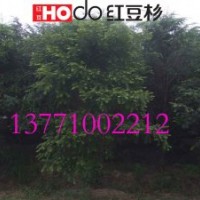 紅豆杉苗木功效