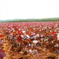 全紅楊銷(xiāo)售全紅楊種植全紅楊批發(fā)商