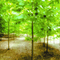 供應(yīng)5-50公分法桐