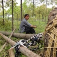 10-14公分截桿香樟、杜英、含笑