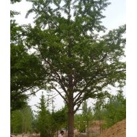 供應(yīng)銀杏大樹(shù)