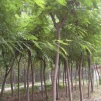 速生國槐 合歡苗木種植基地國槐小苗