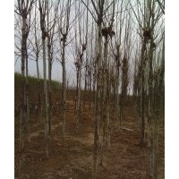 大量供應(yīng) 香花槐 柳樹 法桐