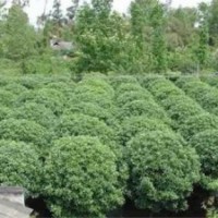 大量供應(yīng)湖南桂花樹