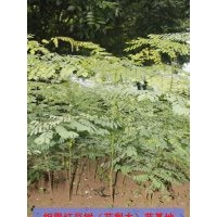 供應海紅豆樹苗10000株