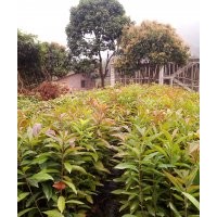 木荷樹苗，荷木樹苗