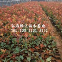 供應(yīng)紅葉石楠，紅葉石楠價(jià)格，紅葉石楠規(guī)格齊全