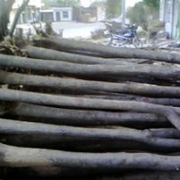 白皮松，營養(yǎng)杯油松，國槐，占地果樹