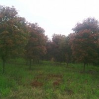 供應4——9公分的紅葉石楠！