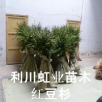 供應湖北利川綠化用紅豆杉樹苗紅豆杉種子價格紅豆杉小苗價格