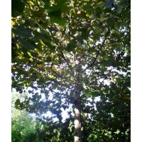 河北法桐 河北火炬樹 河北速生柳河北碧桃