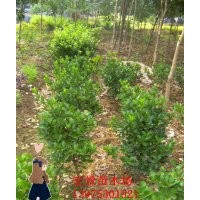 農(nóng)戶直銷3000萬棵金邊黃楊小苗 湖南金邊黃楊扦插苗 量大價(jià)優(yōu)