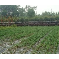 供應(yīng)鳳尾絲蘭