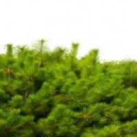 供應(yīng)山西一米至i六米油松