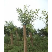 瀘州紅花羊蹄甲，紅花羊蹄甲價(jià)格，紅花紫荊基地