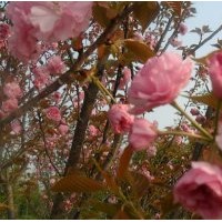 供應(yīng)櫻花，2013櫻花報(bào)價(jià)，櫻花基地，潢川櫻花
