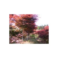 供應(yīng)丁香，法國(guó)冬青，桂花，紅楓，紫薇，碧桃