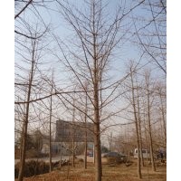 供應(yīng)5-40公分銀杏樹