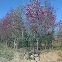 出售玉蘭，杜仲，黃櫨，五角楓，山楂，北欒等綠化苗木