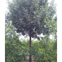 9公分土球全冠白蠟