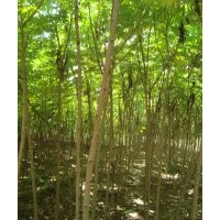 火炬樹價(jià)格