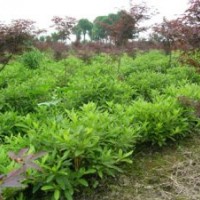 供應(yīng)石巖杜鵑，石巖杜鵑苗，別名：東洋杜鵑、朱砂杜鵑、春鵑小花