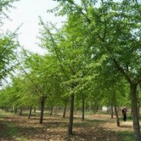 大量供應(yīng)銀杏樹(shù)