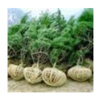 華山松供應(yīng)—山西金源華山松種植基地華山松,山西華山松,華山松種