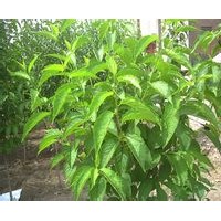 【杜仲】山西杜仲-3公分杜仲-杜仲價格-山西金源杜仲種植基地