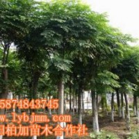 瀏陽欒樹、精品移栽欒樹批發(fā)、欒樹批發(fā)價格