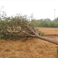 國槐12公分訂購中