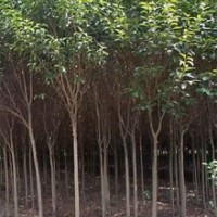 最新大葉女貞價(jià)格