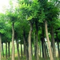 國(guó)槐小苗.、白蠟小苗