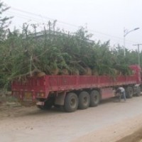 河北國槐 棗樹苗熱銷中