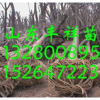 十八公分國(guó)槐價(jià)格