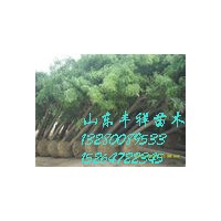 二十公分國(guó)槐價(jià)格