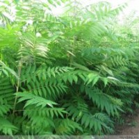 【精品推薦】供應(yīng)優(yōu)質(zhì)火炬樹(shù)，樹(shù)干通直，無(wú)病蟲(chóng)害，2-10cm，40萬(wàn)